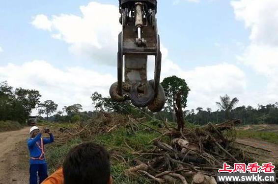 巴西美山水坝附近发现山洞发现巨蟒