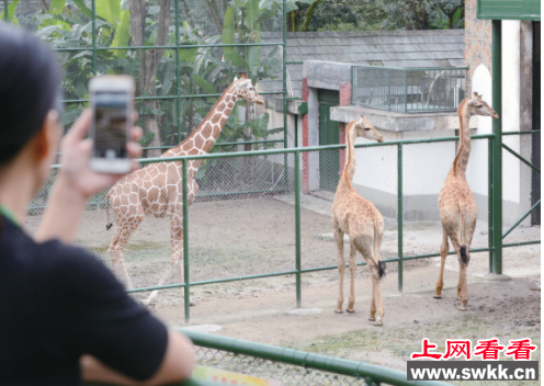 长颈鹿从非洲经历30小时车程来到温州