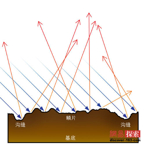 巨棘龙鳞片横截面漫反射示意图（绘图-谢猛）