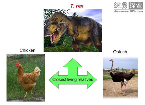 胶原蛋白证实暴龙雷克斯与鸡和驼鸟关系密切